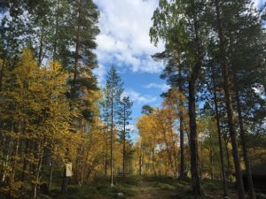 芬兰的世界第一