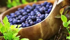 芬兰有什么好吃的？